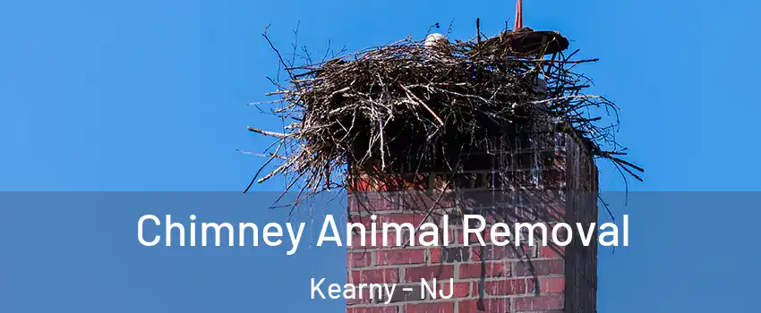 Chimney Animal Removal Kearny - NJ