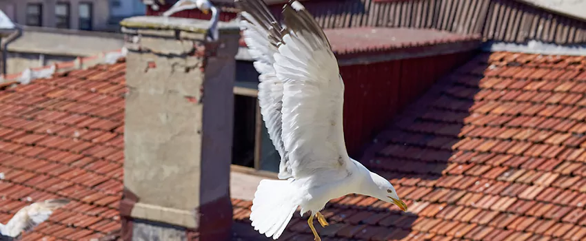 Residential Chimney Animal Removal Solution in Kearny, NJ