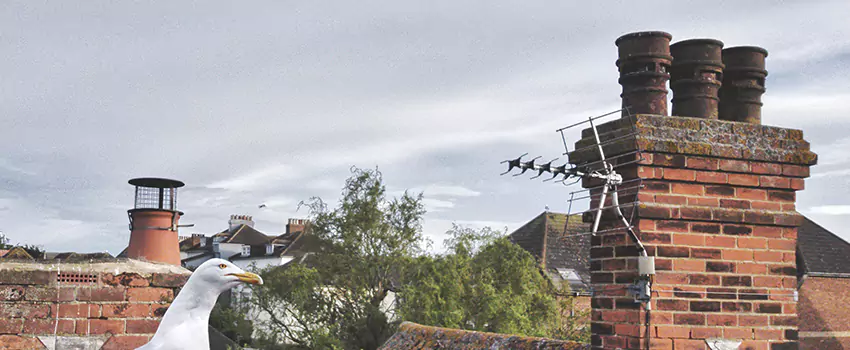 Chimney Cleaning And Restoration in Kearny, New Jersey